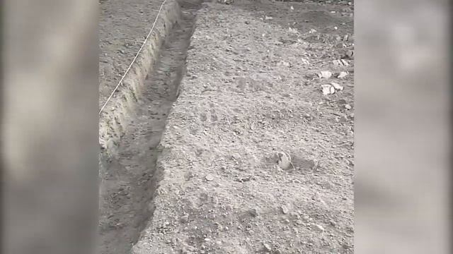 Любимая клубника ! Посадка осень, весна.