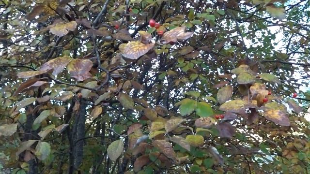 Mostajo: Sorbus aria (www.riomoros.com) смотреть онлайн