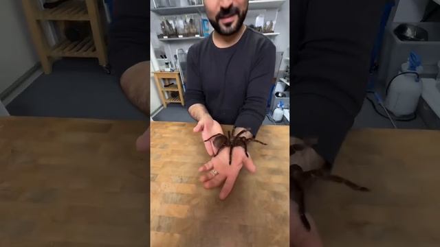 Biggest tarantula species in the world. Goliath Bird-eating tarantula #tarantula #animals #wild смотреть онлайн