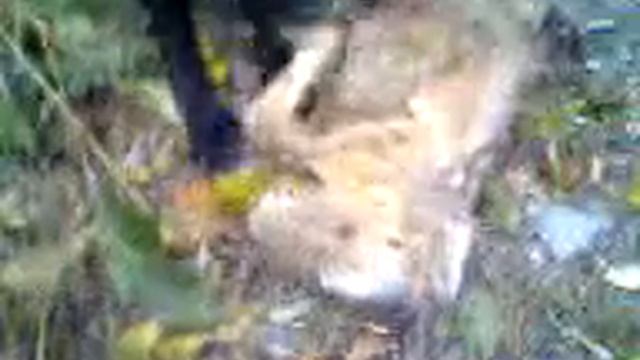 Шок! Сенсация! Каннибализм! Собака жрет собаку! Смотреть до конца! смотреть онлайн