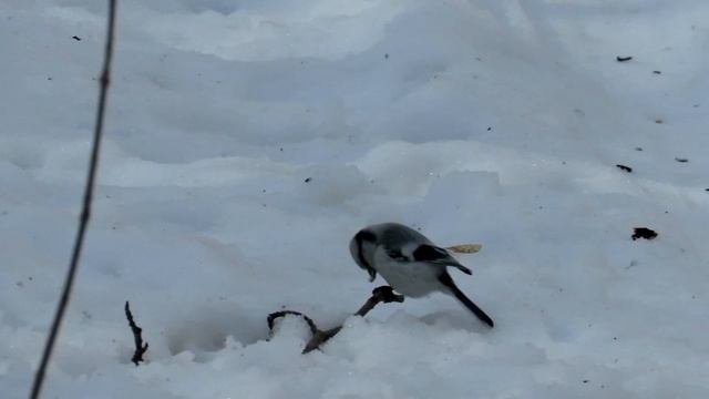 Синица белая Лазоревка зимой смотреть онлайн