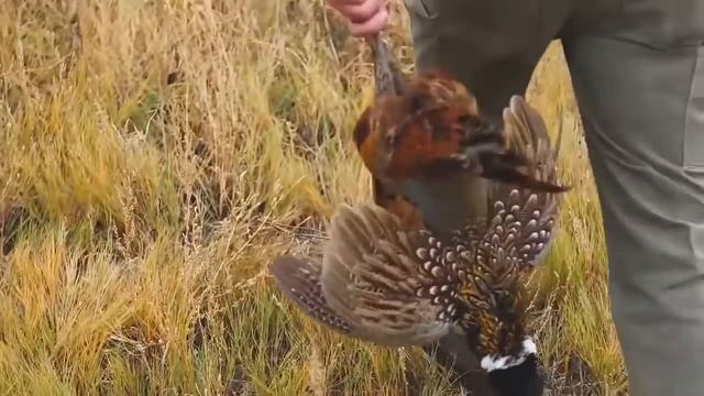 Коллективная охота на фазана, лучшее смотреть онлайн