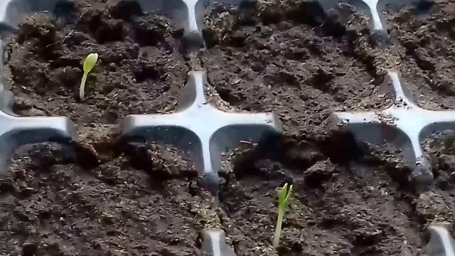 Посев ревеня. Всходы. смотреть онлайн