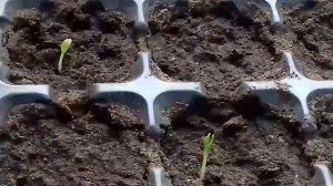 Посев ревеня. Всходы.