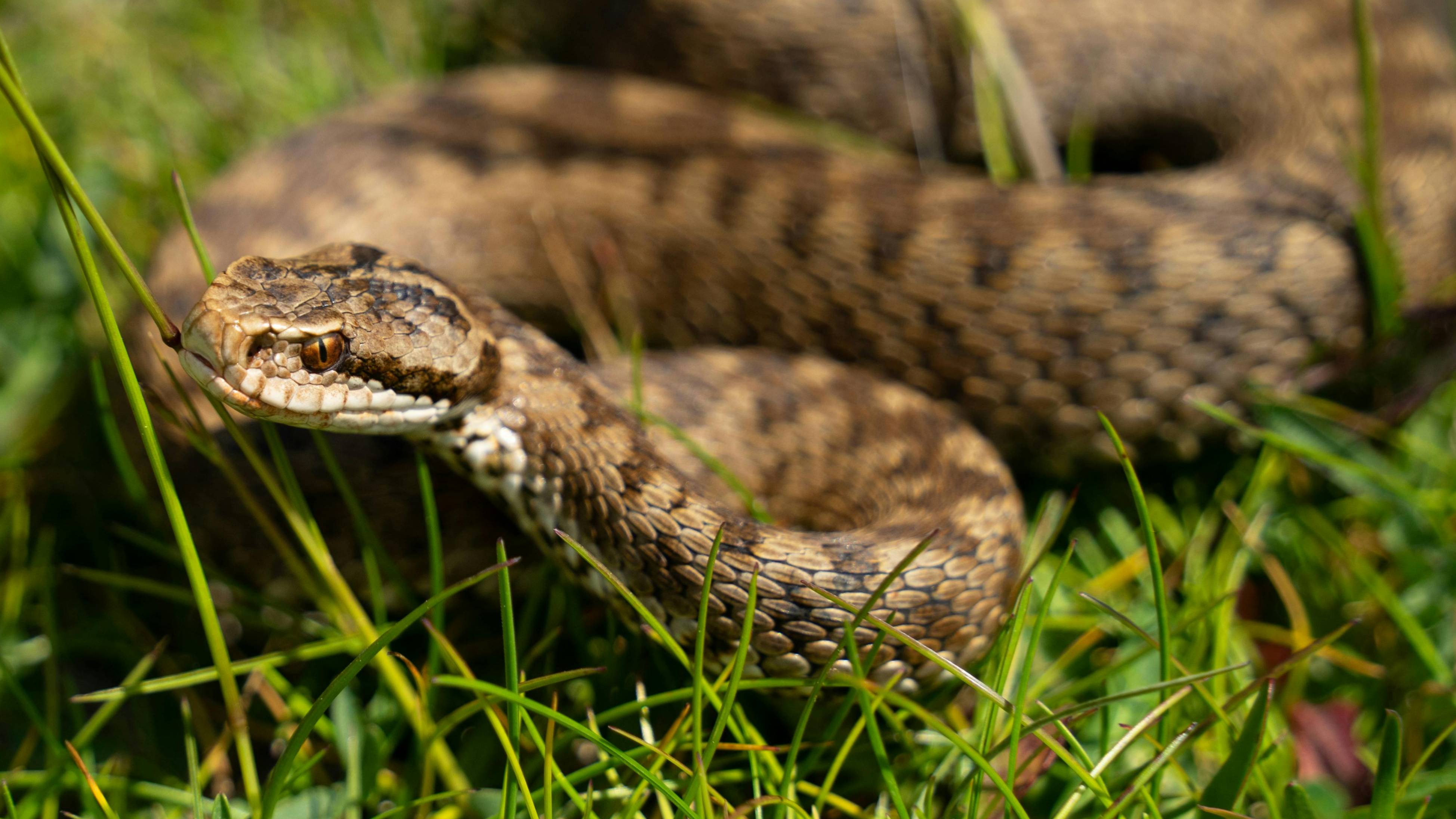 Звуки Гремучей змеи. Топ 4 звука