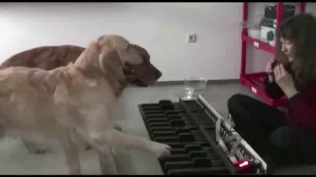 Настоящие таланты смотреть онлайн