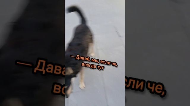 Утренние диалоги с собаками #собакадругчеловека #собаки #юмор смотреть онлайн