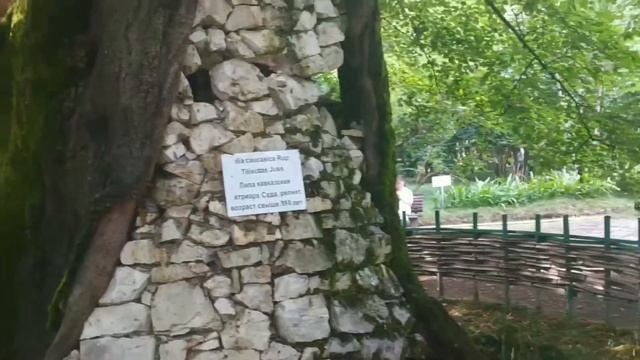 Ботанический сад в городе Сухум смотреть онлайн