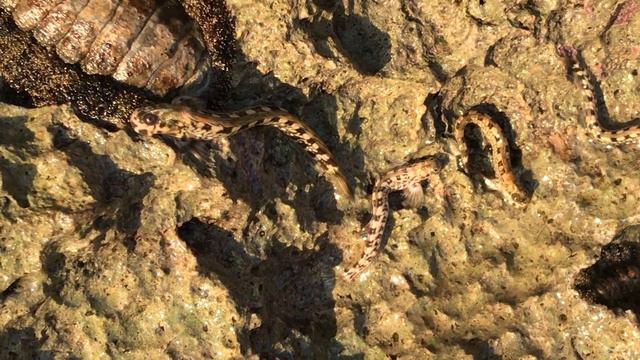 Микроскопические рыбки греются на солнышке. Красное море. Египет. смотреть онлайн