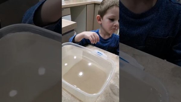 Питомец юрского периода. Вырасти настоящих живых рачков Artemia в домашних условиях