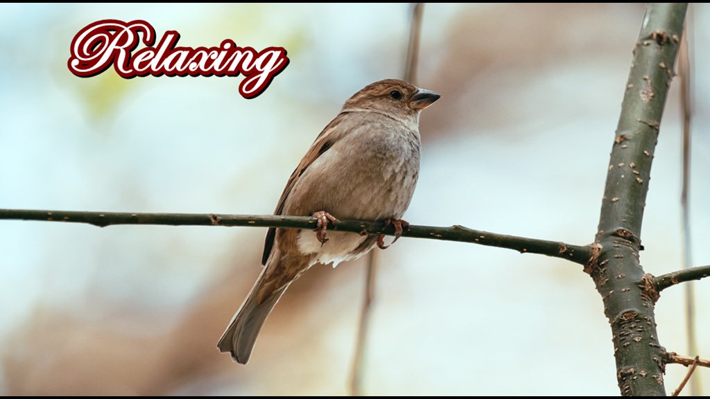 Пение Соловья!