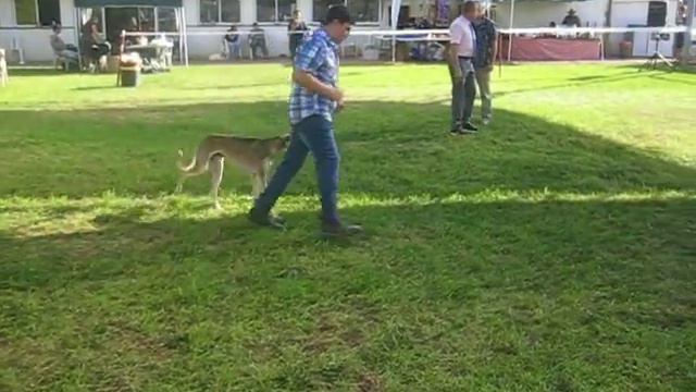С выставки борзых смотреть онлайн