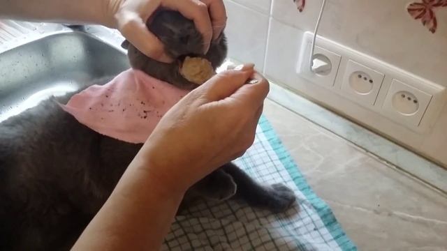 Кормление больного кота смотреть онлайн