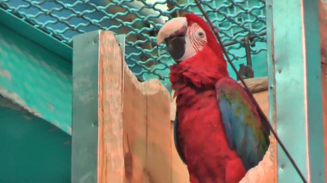 Московский Зоопарк. Зима 2013 смотреть онлайн