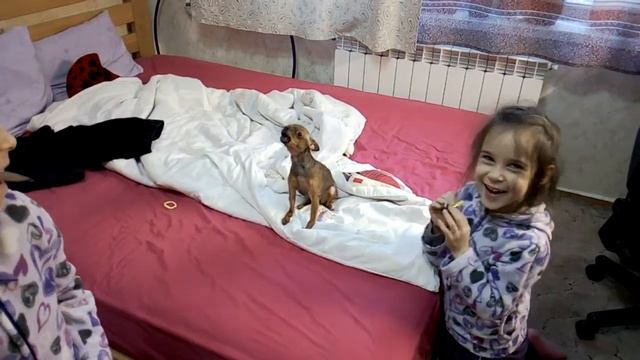 Той-терьер поет. смотреть онлайн