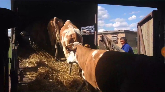 Погрузка товарных симменталов в автомобиль! смотреть онлайн