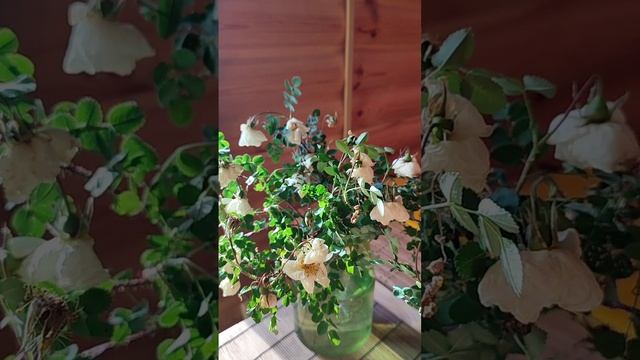 ПРАВИЛЬНЫЙ ВЫХОД ИЗ ГОЛОДАНИЯ (об этом мало кто знает). (Не видео, а слышио) смотреть онлайн
