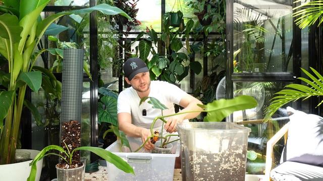 FULL DAY OF PLANT CARE IN MY GREENHOUSE - and a 6 month update смотреть онлайн