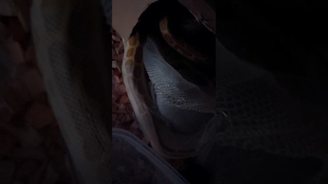линька маленького тигрового питона , как это было ! смотреть онлайн