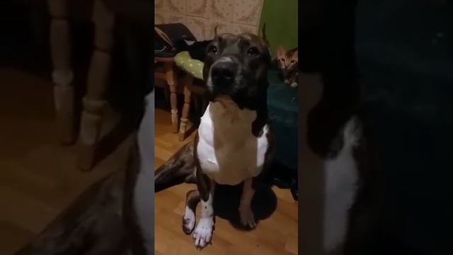 Питбуль вор!!! смотреть онлайн