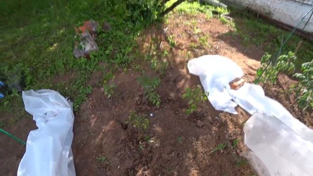 Кто-то подъедает грядки, экскурсия по огороду, смотреть онлайн