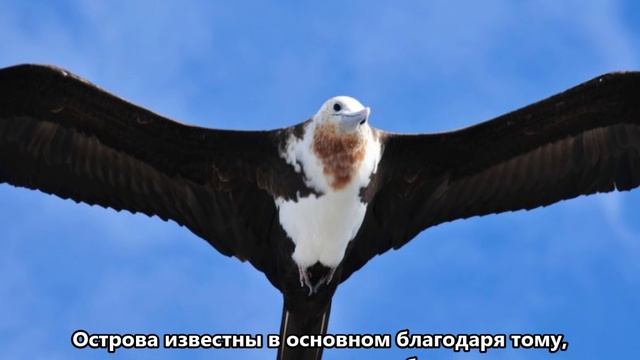VP6AH Остров Питкэрн. С сайта dxnews.com смотреть онлайн