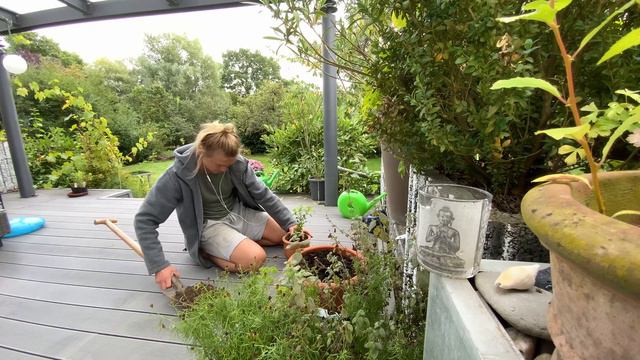 One Seed A Day OSAD 23.09.2021 Stevia rebaudiana Sweetleaf Hierba Dulce ka'a he'ẽ Süßkraut 甜叶菊 смотреть онлайн