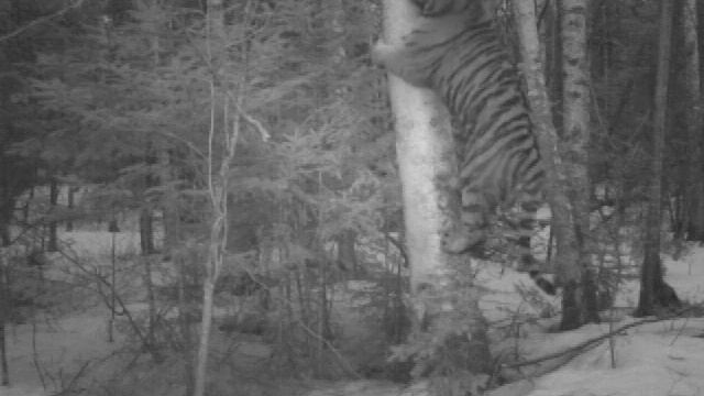 Тигр на дереве смотреть онлайн