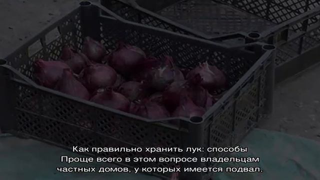 Как правильно хранить лук: способы для дома и квартиры смотреть онлайн