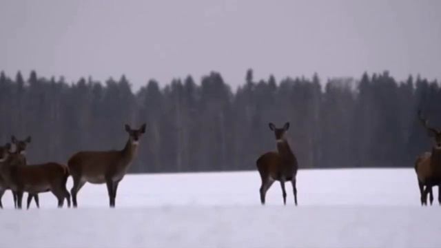 Почти лесной олень смотреть онлайн