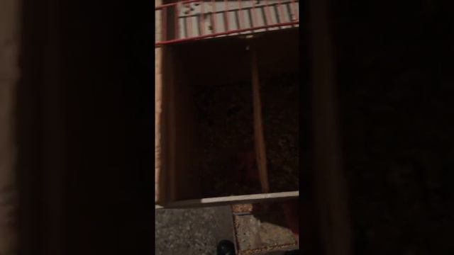 разведение волнистых попугаев смотреть онлайн