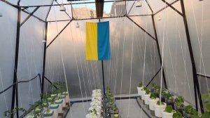 Гидропоника. Выращивание огурцов,томатов на перлите