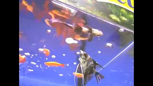 Скалярии И Вуалехвост смотреть онлайн