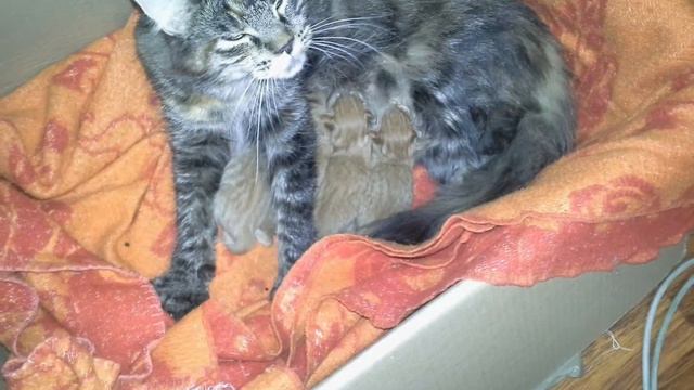 Зафира и котята мэйн-кун смотреть онлайн