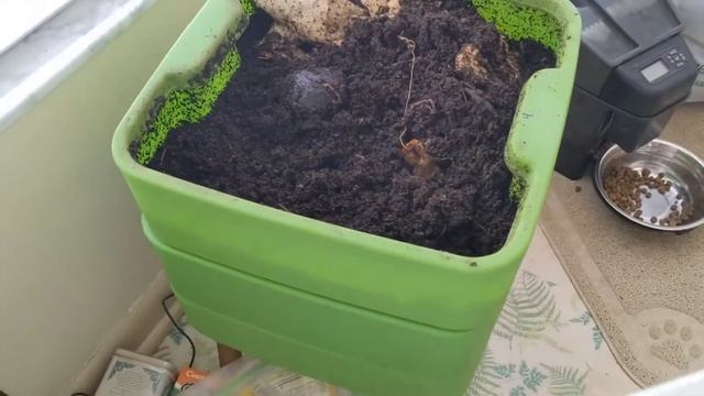 Hot Frog Living Composter Day 351 - Large Feeding Experiment - Vermicomposting смотреть онлайн