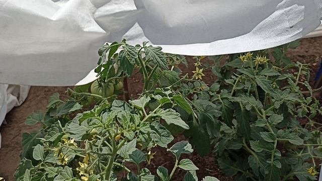 Высокие и низкие помидоры в небольших теплицах и богатый урожай.