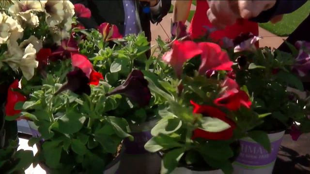 How To Pick Petunias