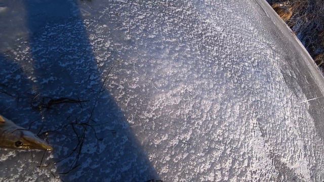Второй раз на первый лед в ноябре 2023 года! Щука на жерлицы! смотреть онлайн