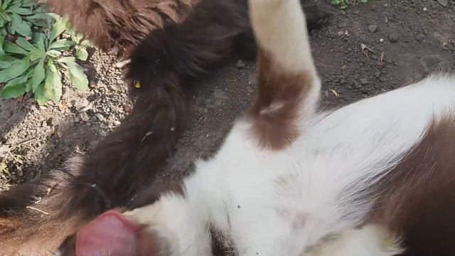 Одна семья Малыш Степа Ласка Марта.