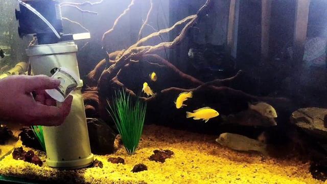 Сильное течение в аквариуме от помпы. смотреть онлайн