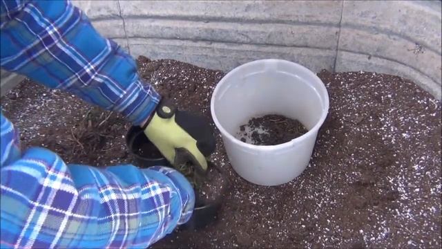 How to Dividing Transplanting Perennial Flower Moonbeam Coreopsis Tickseed смотреть онлайн