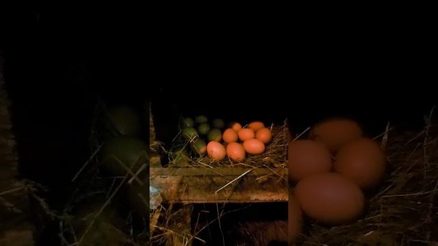 Наши цыпочки не подвели! смотреть онлайн