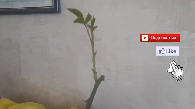 Разве это не Чудо ? Московская красавица радует! смотреть онлайн