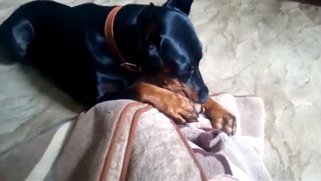 Ричард Третий сосет одеяло (смещенка) 9.07.2017 смотреть онлайн