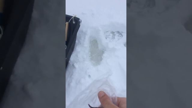 Самый большой Налим в мире смотреть онлайн