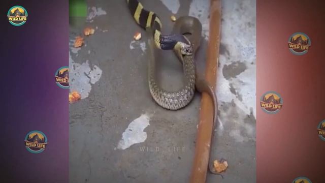 15 Snakes Mercilessly Crushing And Eating Their Prey Like Monsters смотреть онлайн
