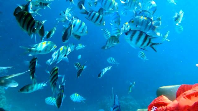 ЕГИПЕТ. Набережная и Обзор Пляжей Бухты Рас-Насрани || Пляжи в отлив || Лучший пляж Шарм Эль Шейх смотреть онлайн