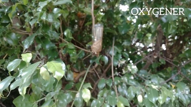 Air layering ficus Benjamina/oxygener смотреть онлайн