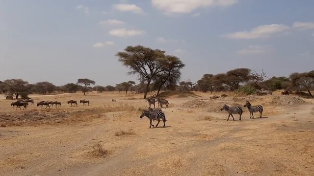 В национальном парке Тарангире смотреть онлайн