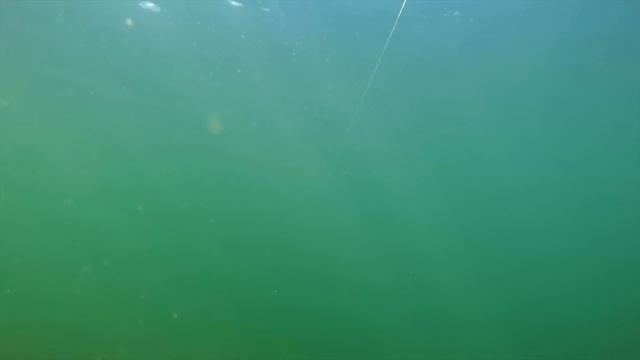 ЛОВИМ КАРПА на ZIG RIG с Марком Питчерсом СОВЕТЫ смотреть онлайн